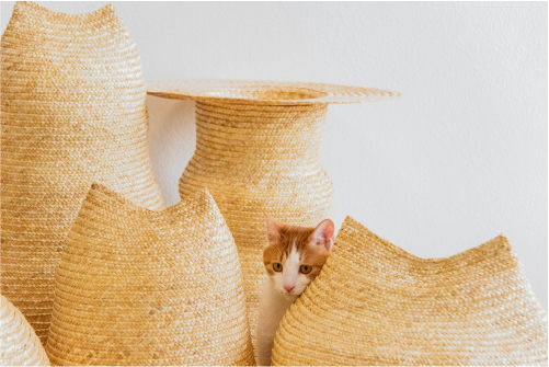 麦草猫